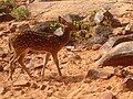 Axis axis (spotted deer) at deerpark on Tirumala hills in Sri Venkateswara National Park