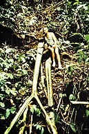 A. titanum old wilted leaves in habitat (Sumatra, Maninjau, February 1984)