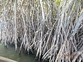 Aerial roots of Mangroves