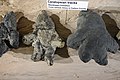 Probable ceratopsian tracks. Prehistoric Museum, Price, Utah