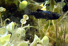 scale-eating pupfish in the wild