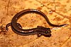 A slender dark-bron salamander on a wet leaf