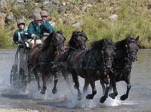 Four dark horses, harnessed to a black cart driven by three people. The horses are moving quickly through water, and in the background a bank covered with grass and rocks is visible.
