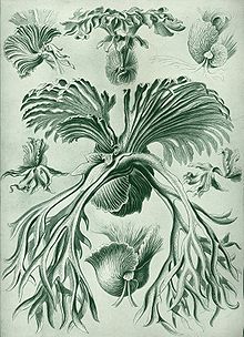 P. grande (center) depicted in Kunstformen der Natur (1904)