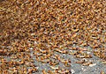 Swarm of wingless locusts between Riemvasmaak and Springbok