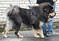 Mastiff from Tibet