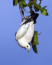 A pied imperial-pigeon