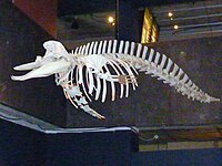 Ziphius cavirostris skeleton