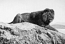 Barbary lion in Algeria, 1893[1]