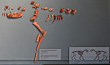 A partial dog skeleton in a museum display.