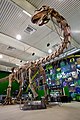 Gondwana-praehistorium-eingangshalle-argentinosaurus.jpg