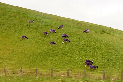 Gift for you of purple sheep on the Pyramids, near Bathgate (a mystery...