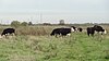 Cows graze in Rainham Marshes