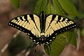 Image 21A tiger swallowtail butterfly (Papilio glaucus) in Shawnee National Forest. Photo credit: Daniel Schwen (from Portal:Illinois/Selected picture)