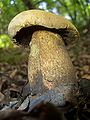 A forest mushroom (near Muyu, Shennongjia)