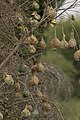 Nesting colony, Kruger National Park