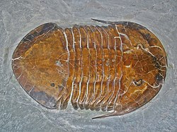A fossil of the trilobite Megalaspides