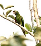 Adult in San José, Costa Rica