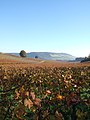 Image 26Autumn at Denbies Vineyard looking across the Mole Gap to Box Hill, the steepest slopes of the North Downs (from Portal:Surrey/Selected pictures)
