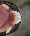 The toothcomb of a lemur (viewed from above).