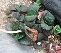 Adult Gasteria nitidas form rosettes of smooth, shiny, triangular leaves, with smooth (non-serrated) edges and true (non-marginiform) keels. Juvenile plants have recurved distichous, tubercled leaves.