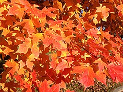 Closeup of autumn foliage