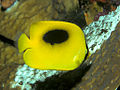 Mirror butterflyfish Chaetodon (Tetrachaetodon) speculum