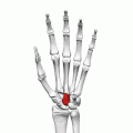 Position of capitate bone (shown in red). Left hand. Animation.