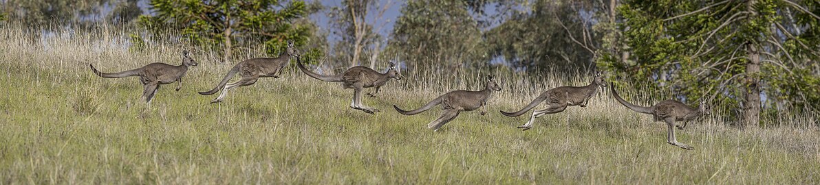 Eastern grey kangaroo Macropus giganteus Australia