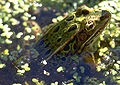 12–16 weeks: Adult frog