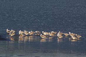 flock Lake Elementaita, Kenya