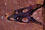 Skull of the temnospondyl amphibian Trematosaurus brauni