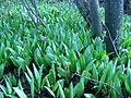 Wild leek in early spring