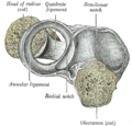 Annular ligament of radius, from above.