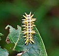 Limacodid (slug moth) caterpillar