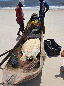 Loggerhead lying upside down in a traditional fishing dhow after artisanal fishers poached it