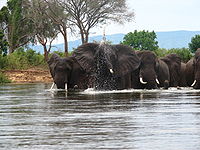 Elephants crossing the Zambezi river - Zambia ,Recommended picture in Hebrew Wiki