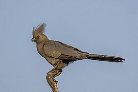 Grey go-away-bird (Corythaixoides concolor concolor) Kruger.jpg