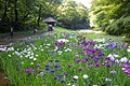 Meiji Shrine Gyoen (inner garden)