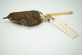 Stephens Island wren (Traversia lyalli) specimen in World Museum, National Museums Liverpool