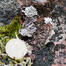 Barite crystals in the Smalfjord Formation (10 NOK coin for scale).