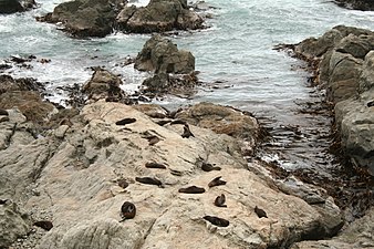 A seal colony on Kaikōura peninsula
