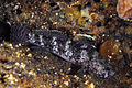 Image 18Rock goby (from Coastal fish)