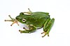 American Gr-een Tree Frog