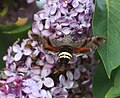Flying on a lilac