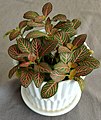 Red-nerved Fittonia 'Mini Red'.