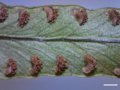 Sword fern. The indusia have opened, revealing the sporangia. Scale bar, 1 mm