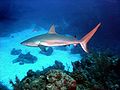 Image 15A Caribbean reef shark cruises a coral reef in the Bahamas. (from Coral reef fish)