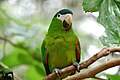 Noble macaw at Parque das Aves, Foz do Iguaçu, Brazil
