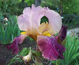 Bearded iris cultivar, similar to the classic/historical cultivar 'Alcazar'